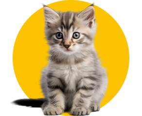 Promozioni gatto